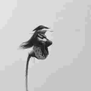 2cc6327205fc4288b291fd8fa4cb2cca.jpg